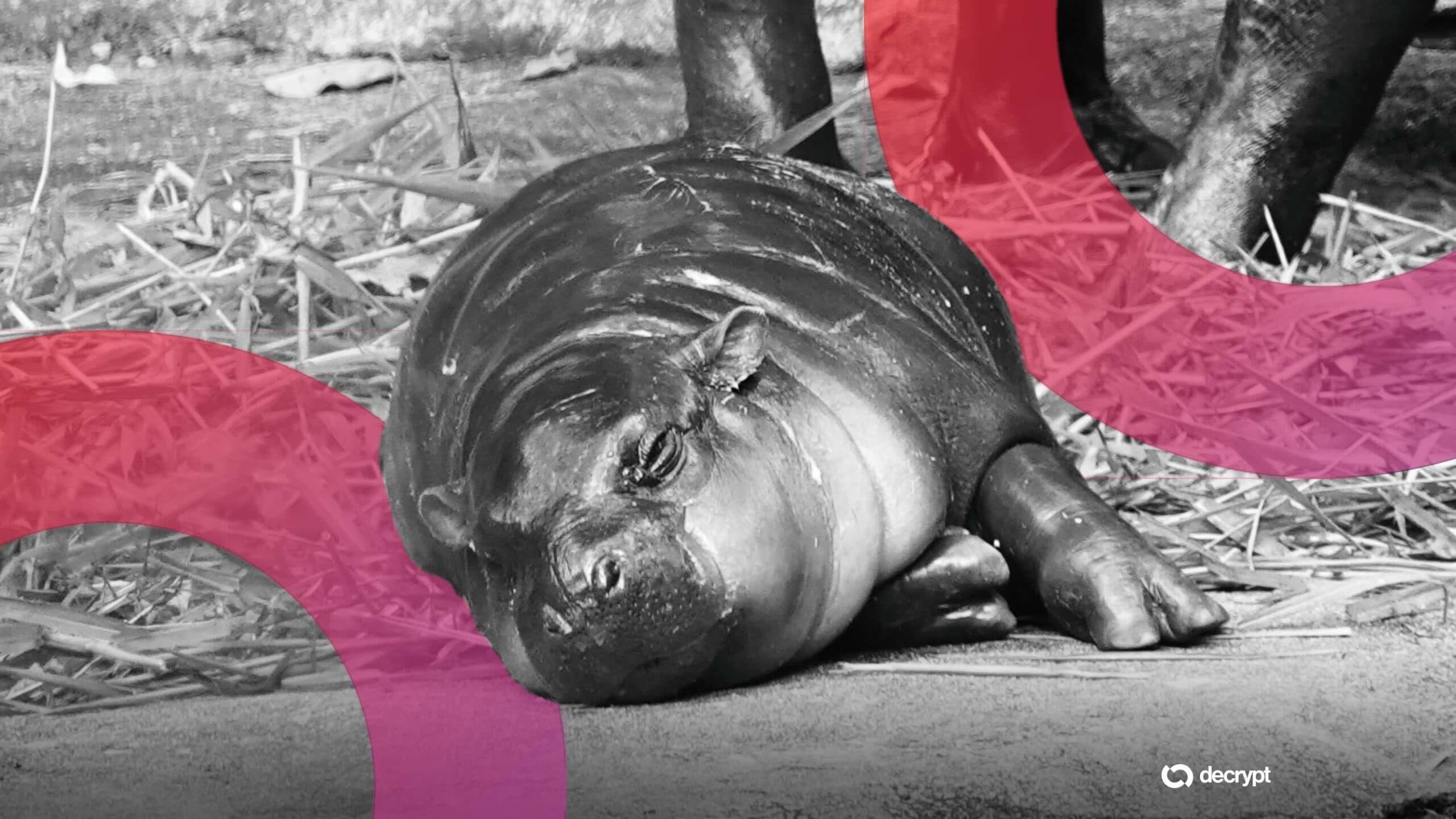 Viral Hippo Drama Fuels Moo Deng Meme Coin Rally—Here's What Happened