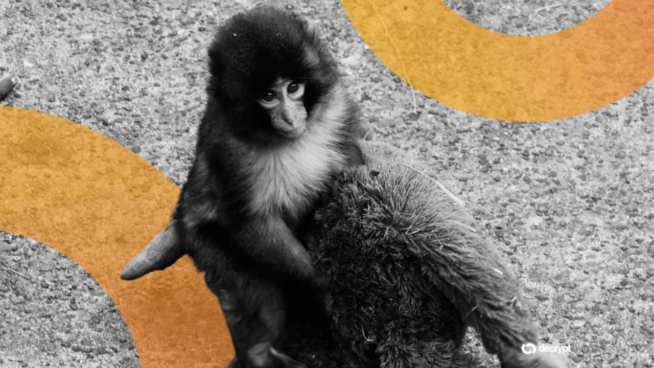 American Trespassers Busted at Japanese Zoo Trying to Shill Solana Meme Coin Featuring Famous Monkey