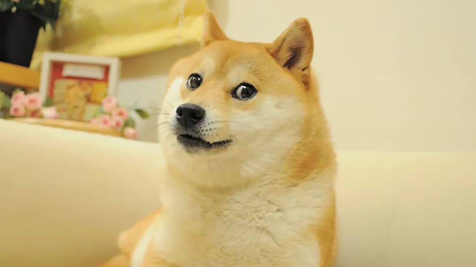 DogeOS Brings Smart Contract Power to Dogecoin Via ZK Rollup Testnet Launch